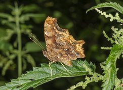Comma butterfly